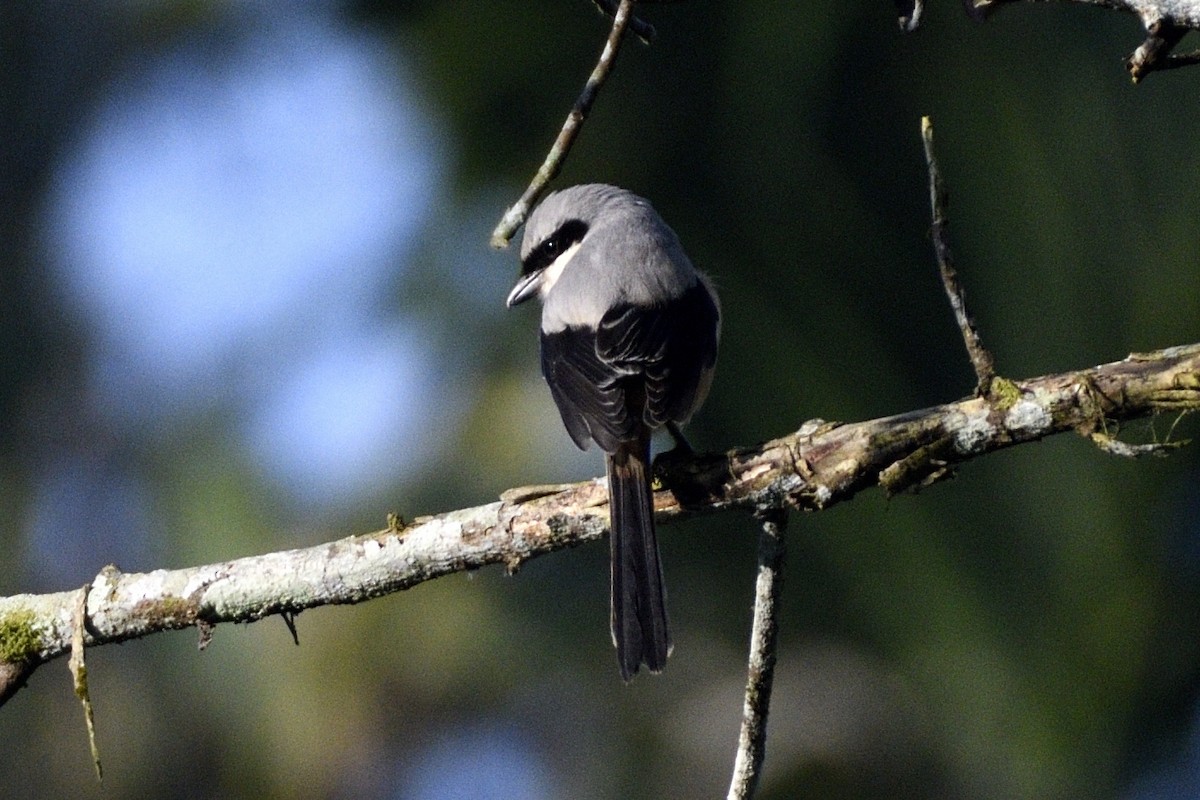Long-tailed Shrike - ML646731312
