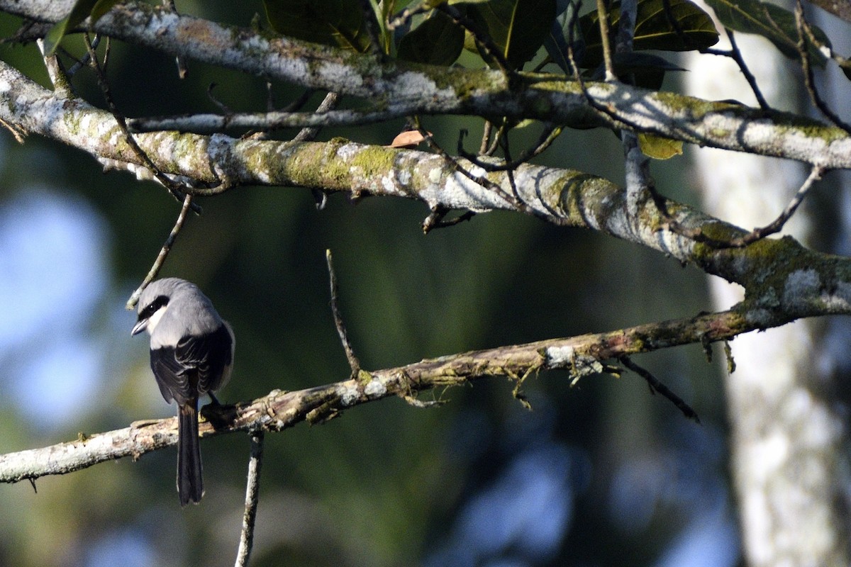 Long-tailed Shrike - ML646731313