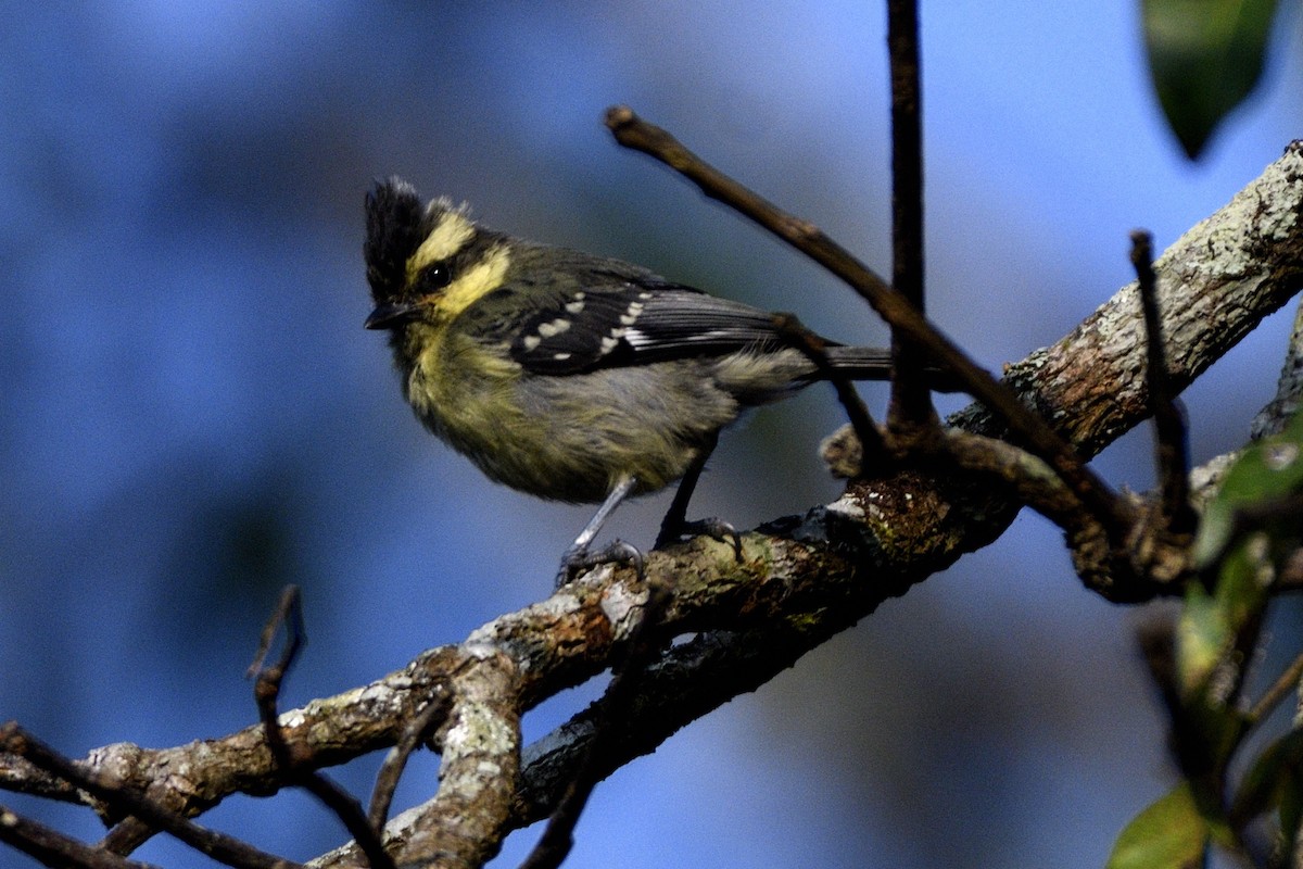 Indian Yellow Tit - ML646731316