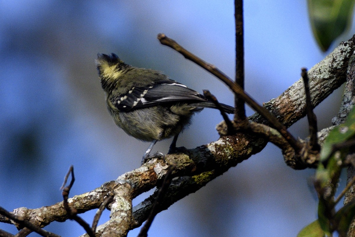 Indian Yellow Tit - ML646731317