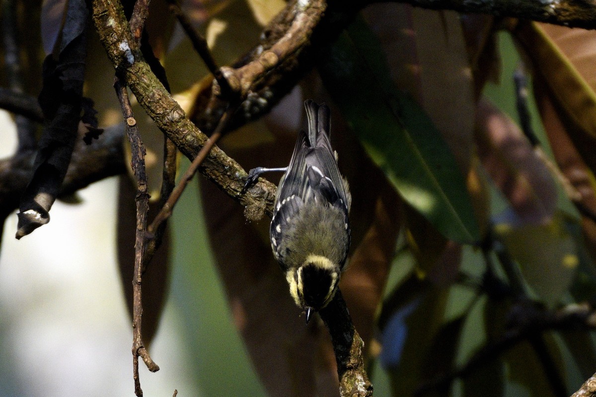Indian Yellow Tit - ML646731318