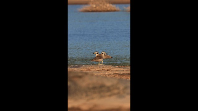 Great Thick-knee - ML646731323