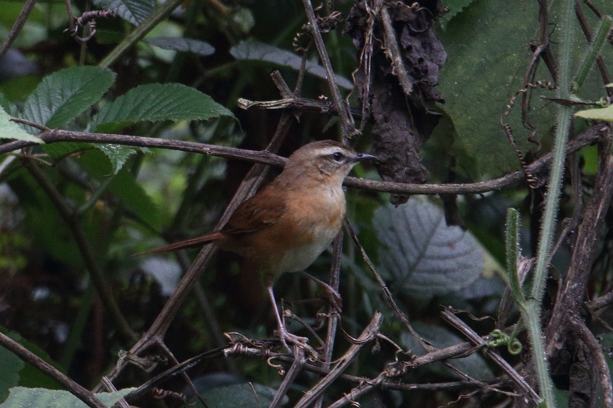 Cinnamon Bracken-Warbler - ML646731324