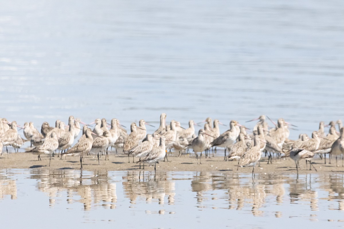 Bar-tailed Godwit - ML646731325
