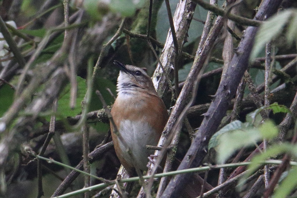 Cinnamon Bracken-Warbler - ML646731326