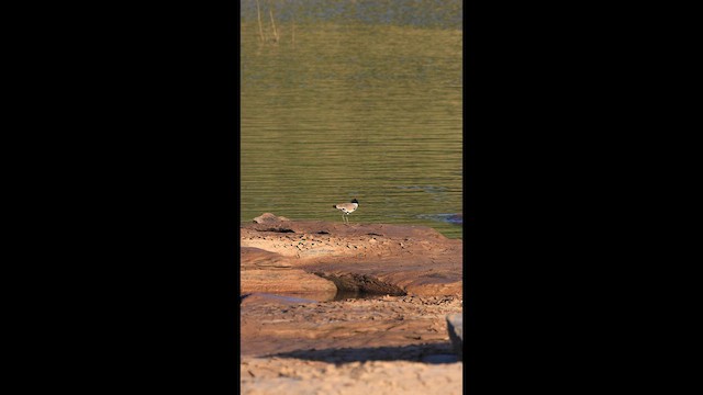 River Lapwing - ML646731328