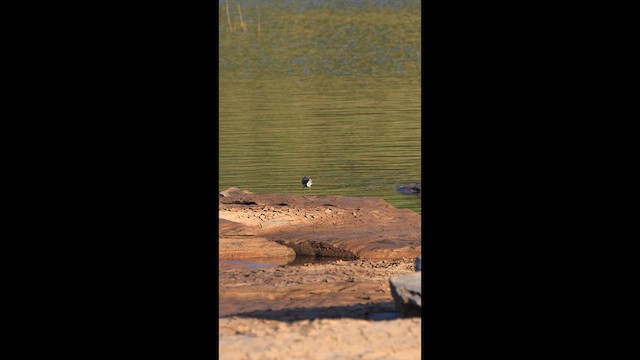River Lapwing - ML646731329