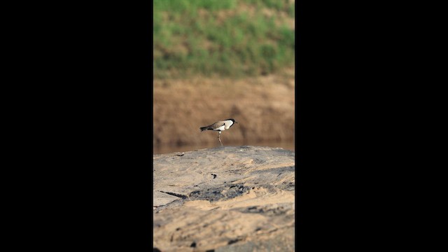 River Lapwing - ML646731330