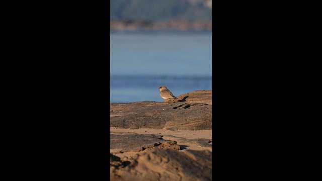 Small Pratincole - ML646731331