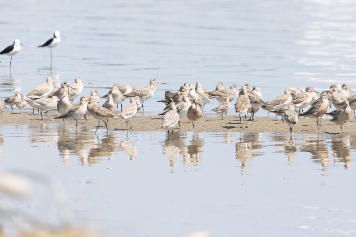 Bar-tailed Godwit - ML646731332