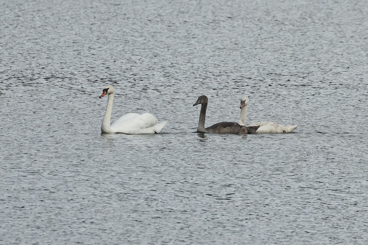 Mute Swan - ML646731333