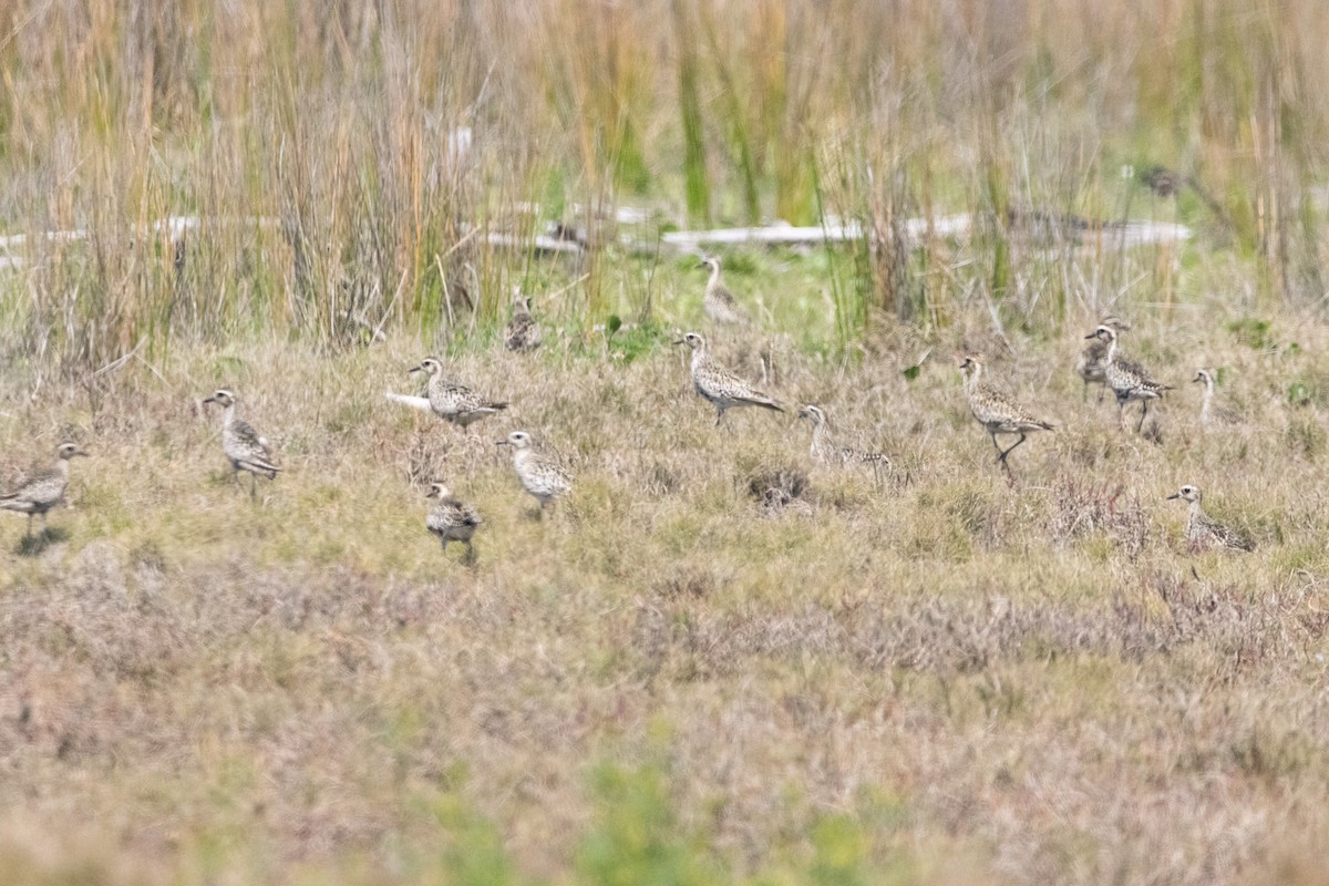 Pacific Golden-Plover - ML646731336
