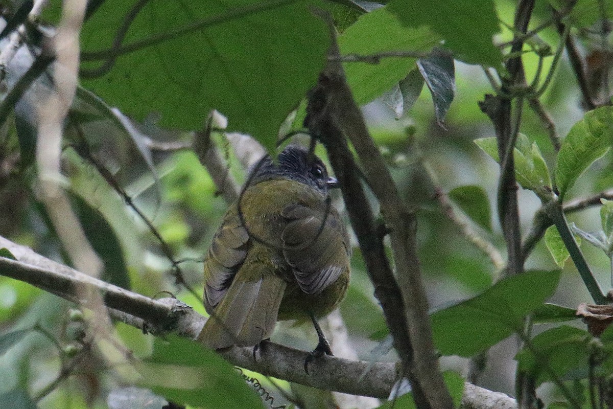 Kikuyu Mountain Greenbul - ML646731337