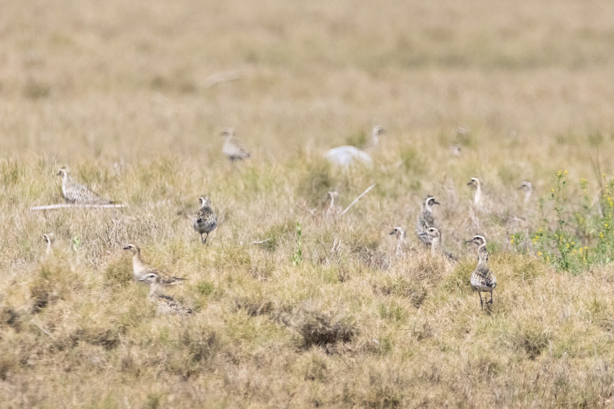 Pacific Golden-Plover - ML646731338