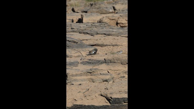 Corriere piccolo - ML646731340