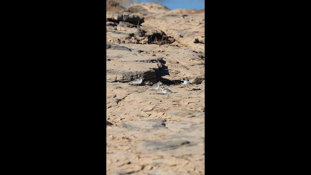 Corriere piccolo - ML646731341