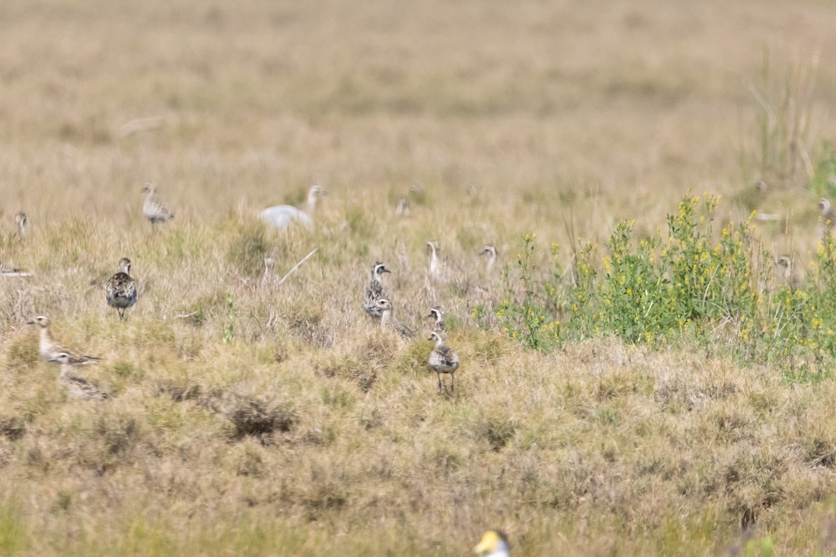 Pacific Golden-Plover - ML646731342