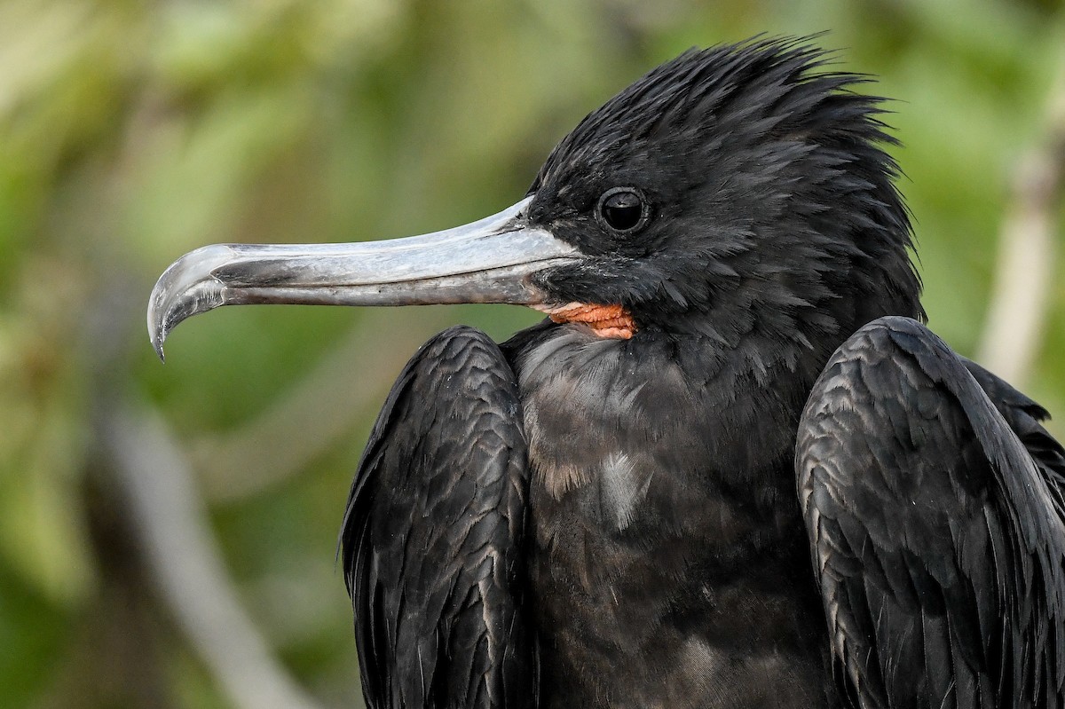 Great Frigatebird - ML646731343