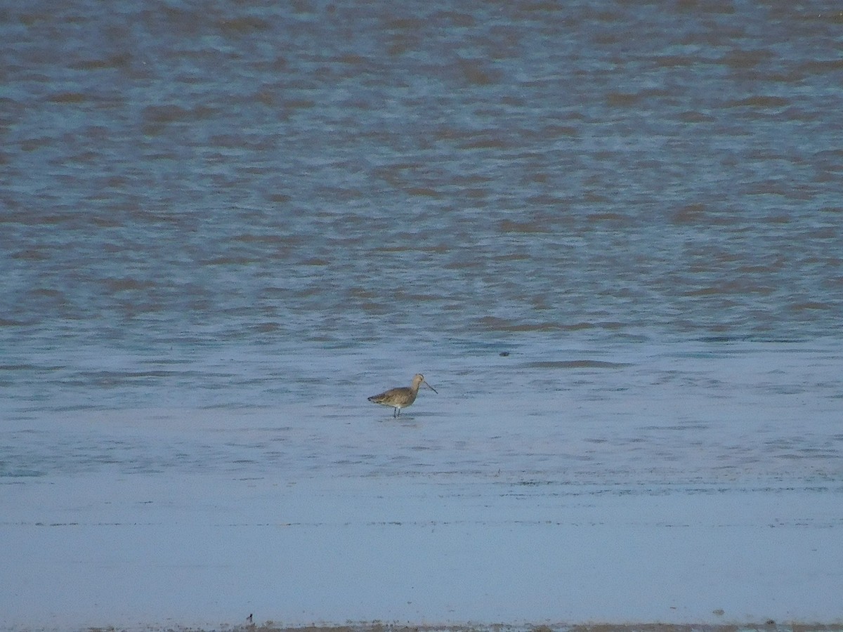 Грицик великий - ML646731344