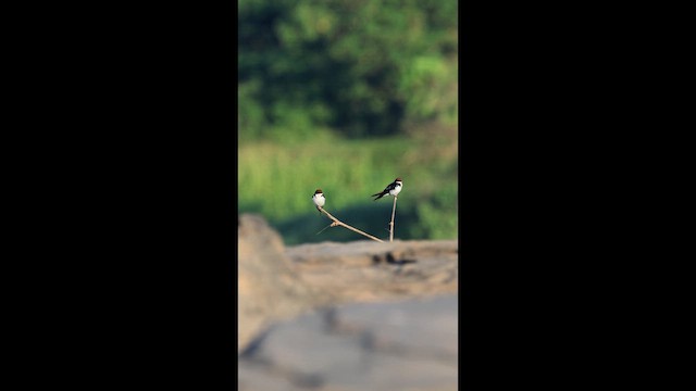 Wire-tailed Swallow - ML646731346