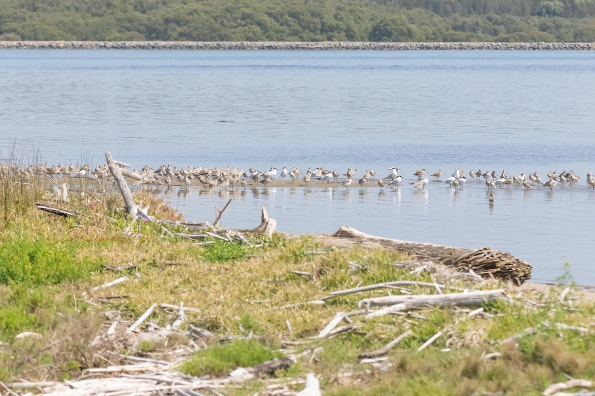 Крячок товстоногий - ML646731347