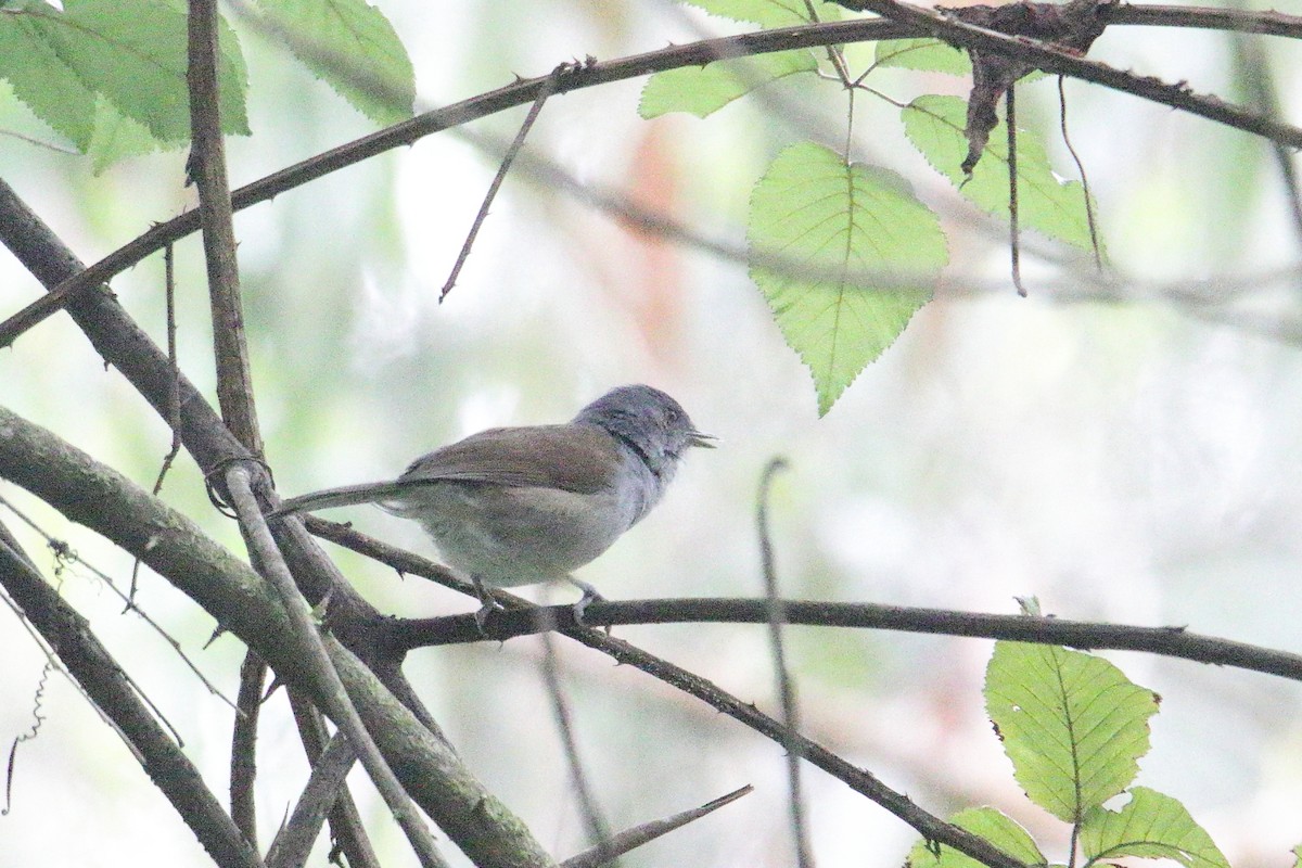 Пеніка абісинська - ML646731348