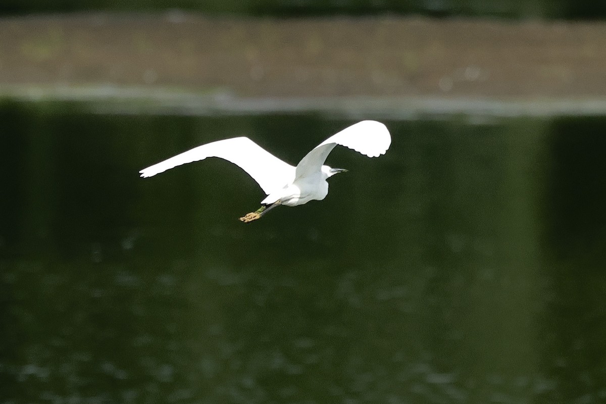 Чепура мала - ML646731349