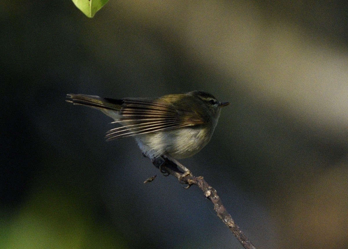 Greenish Warbler - ML646731353