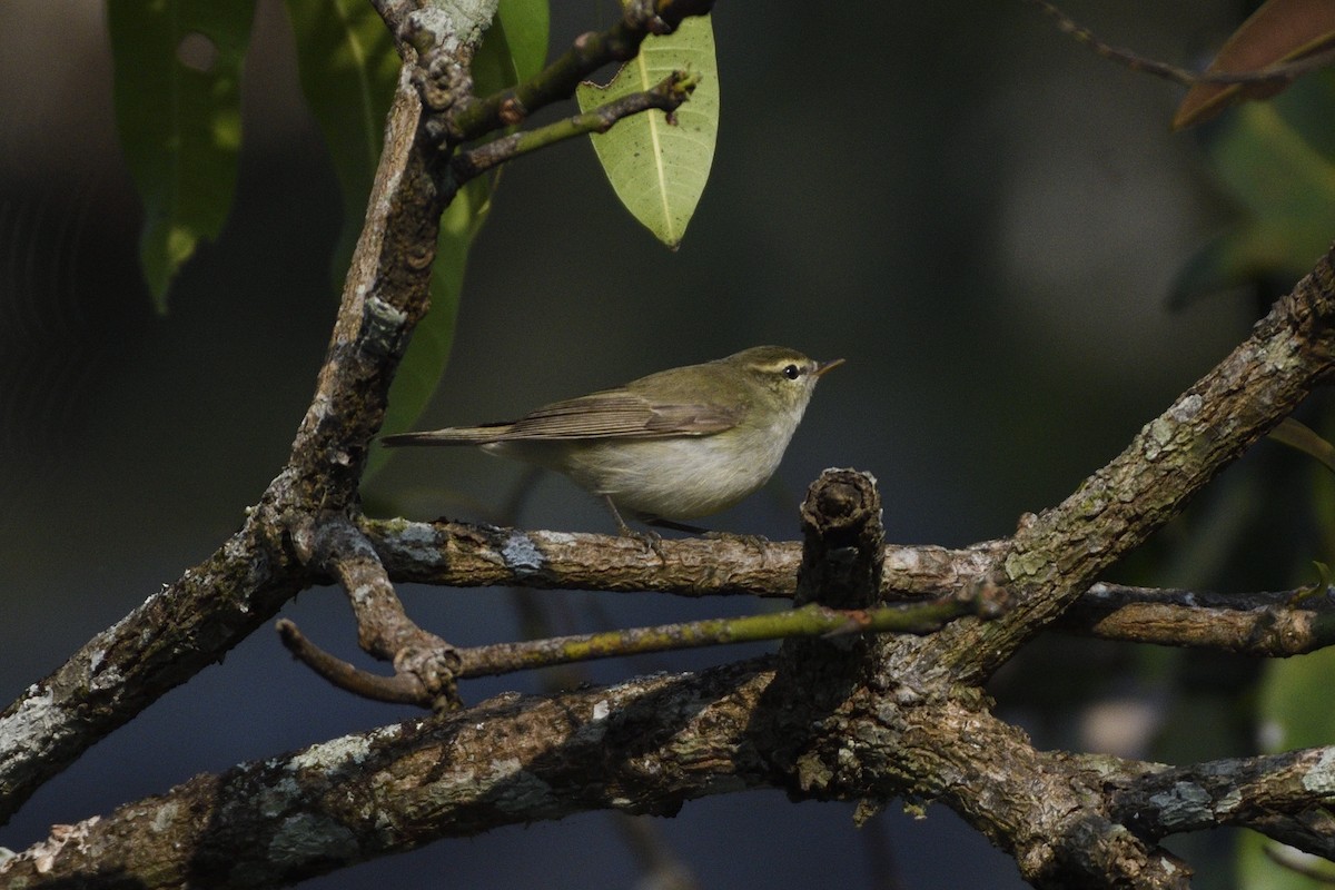 Greenish Warbler - ML646731354