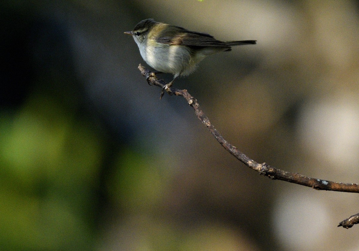 Greenish Warbler - ML646731355