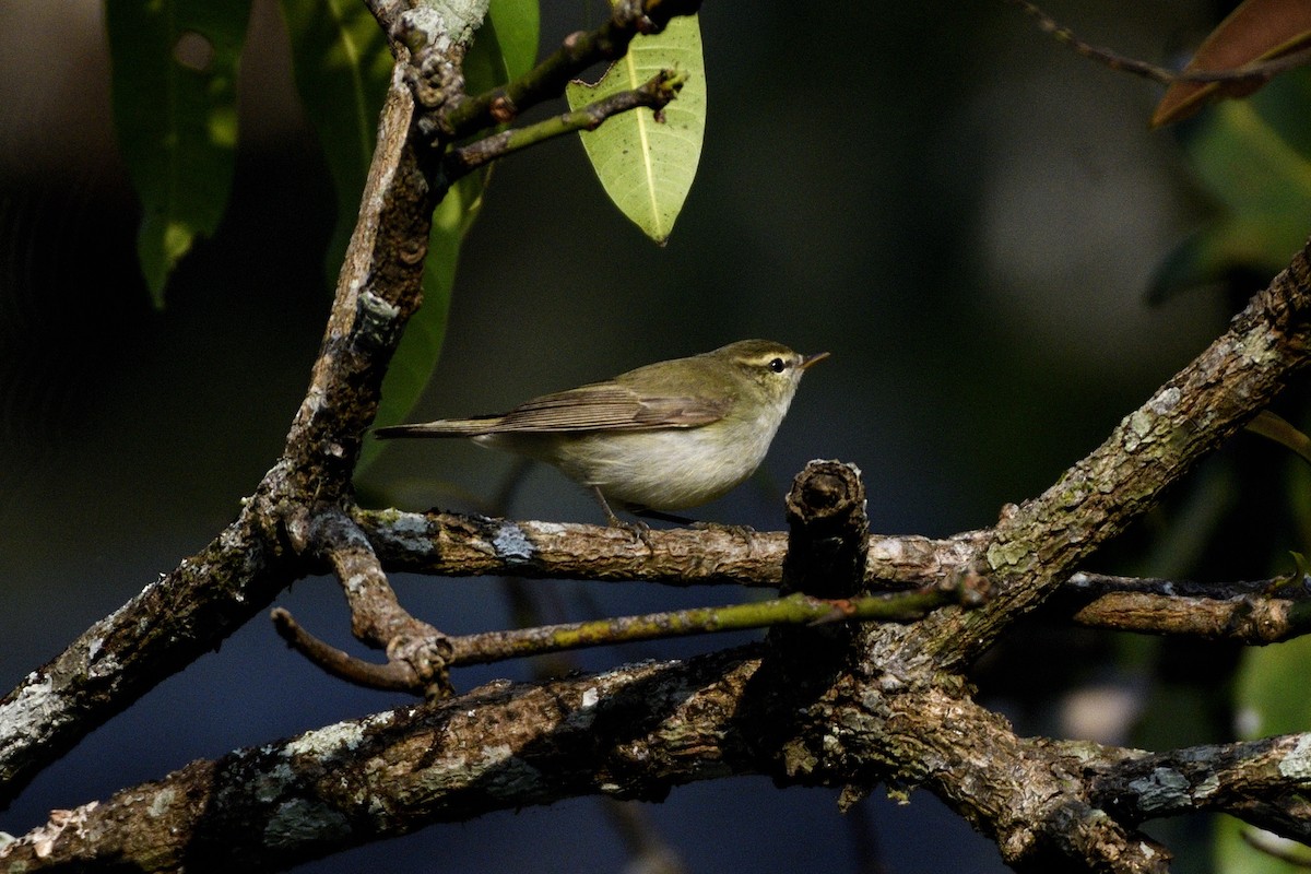 Greenish Warbler - ML646731356