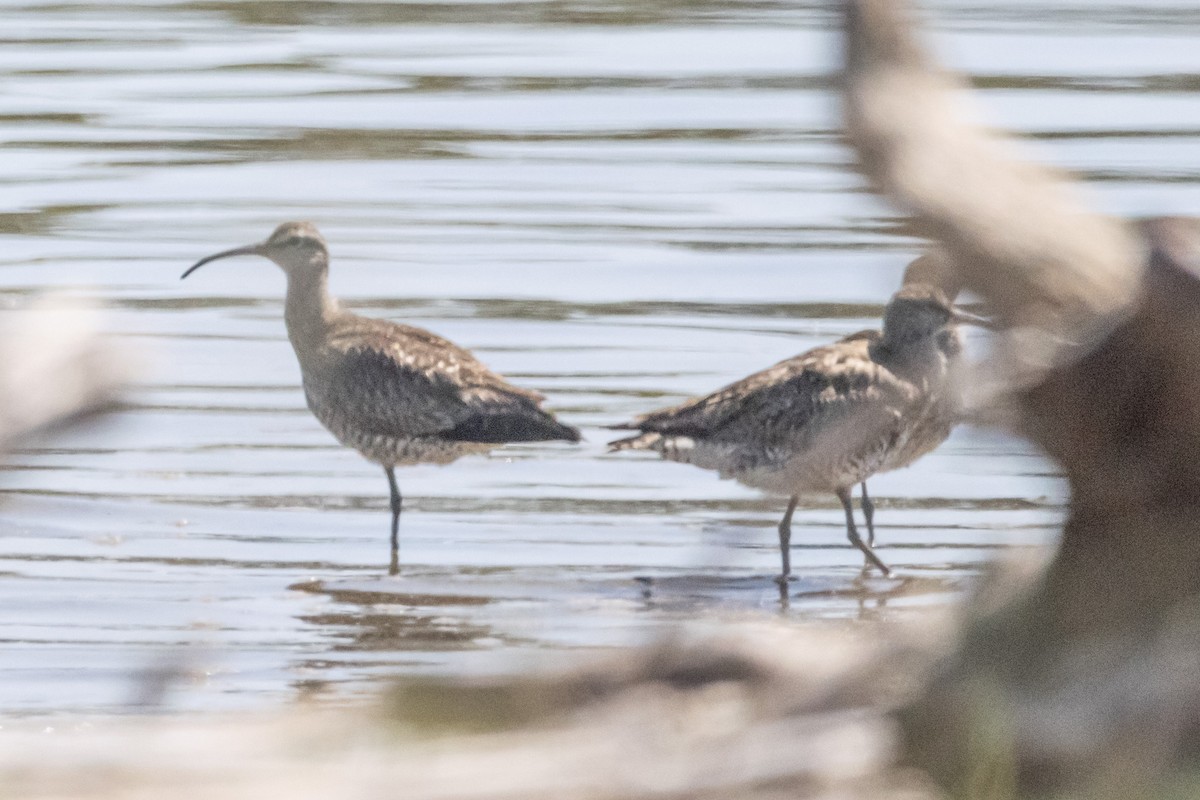 Far Eastern Curlew - ML646731357