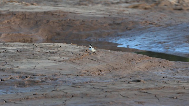 Mekong Wagtail - ML646731358