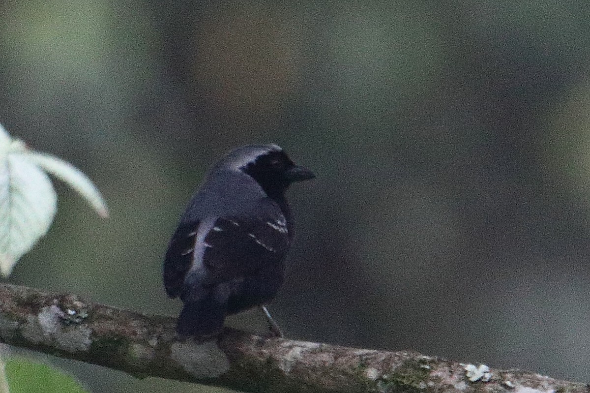 Gray-headed Nigrita - ML646731359