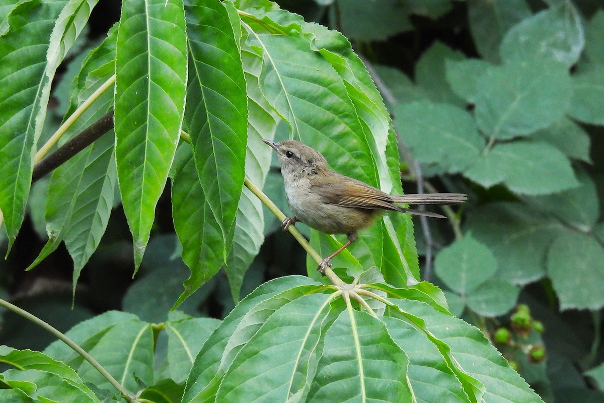 Brownish-flanked Bush Warbler - ML646731360