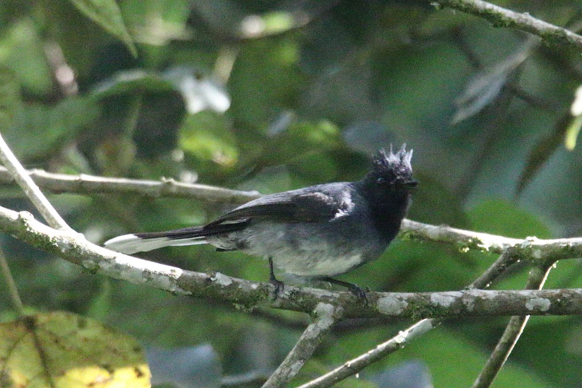 White-tailed Crested Flycatcher - ML646731361