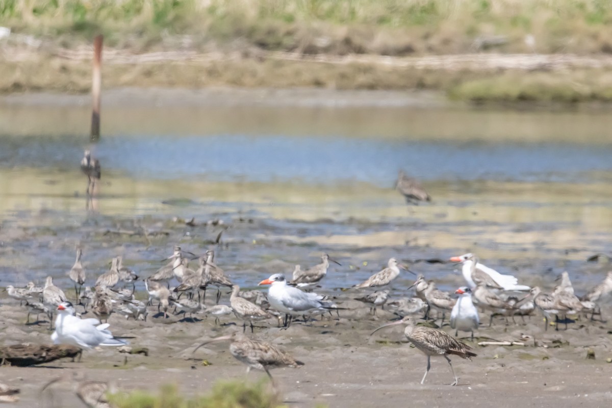 Caspian Tern - ML646731362