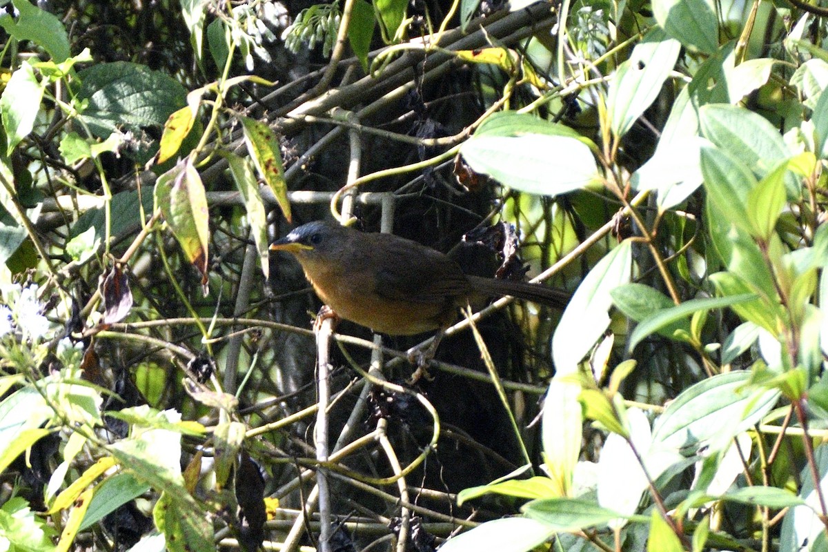 Rufous Babbler - ML646731363