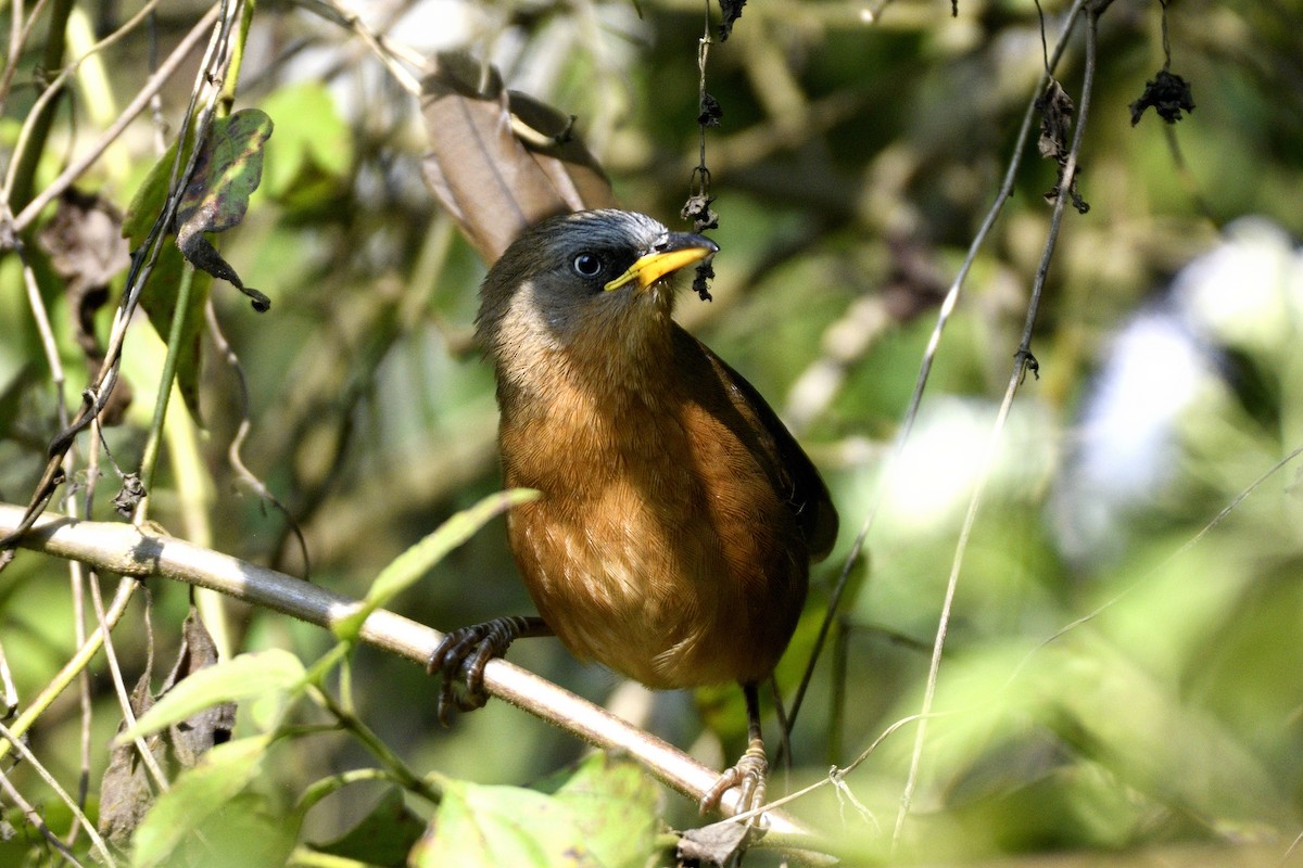 Rufous Babbler - ML646731364