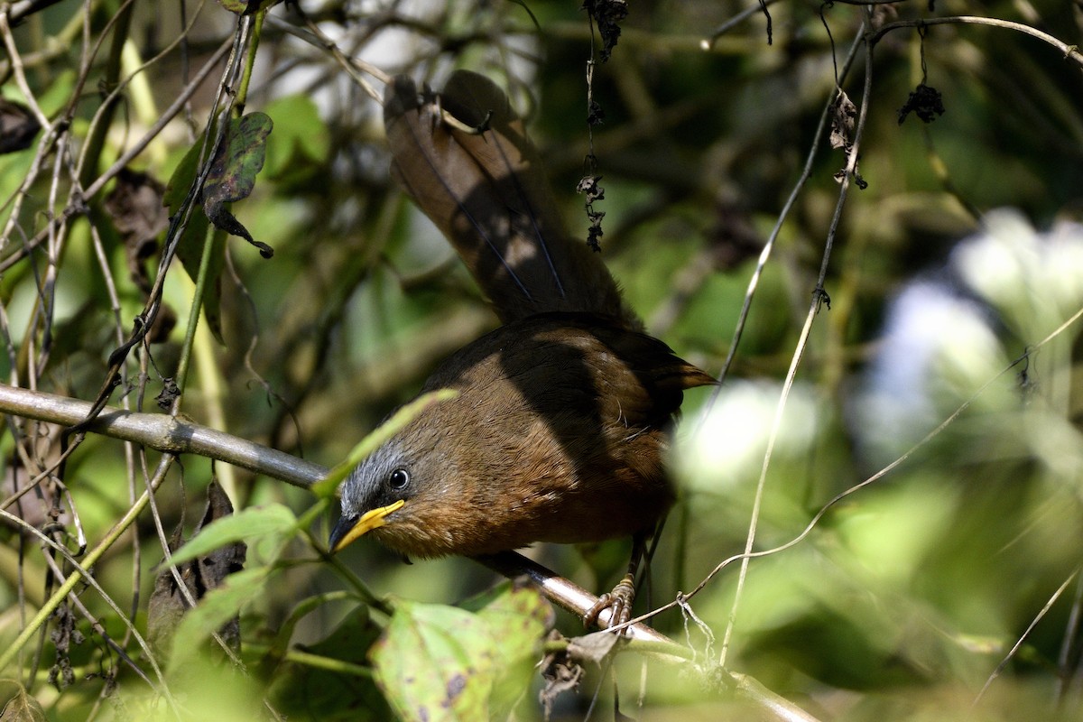Rufous Babbler - ML646731365
