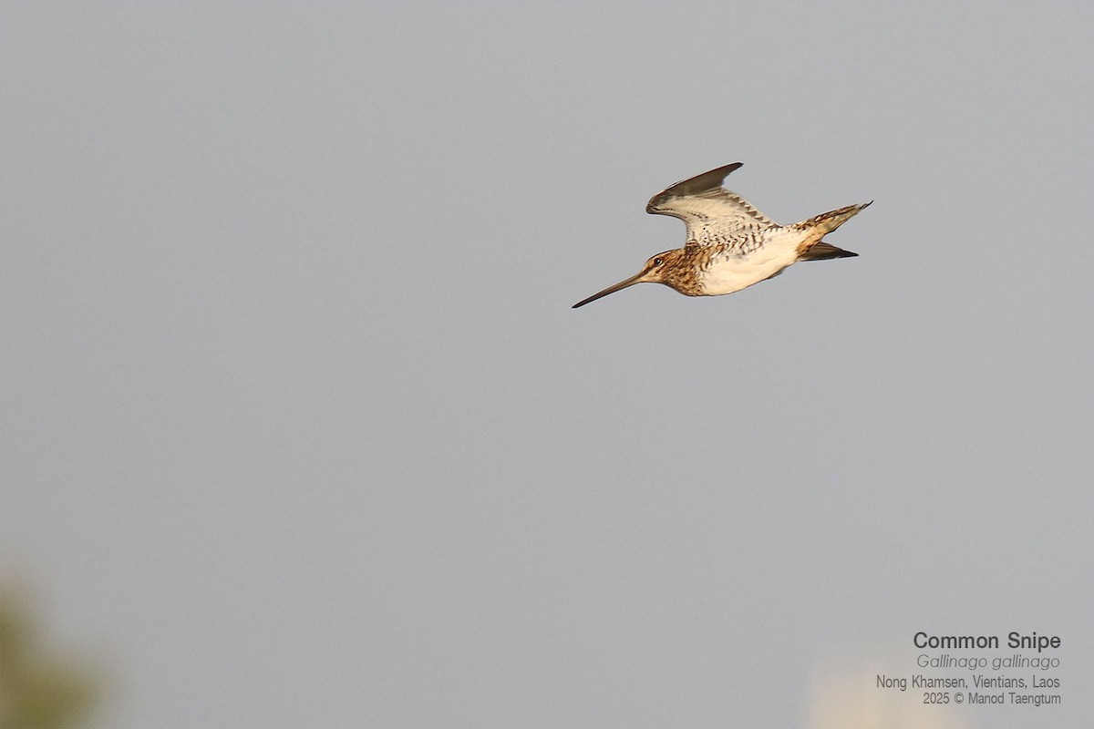 Agachadiza Común - ML646731366