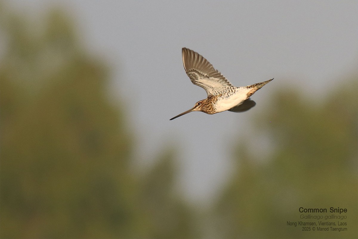 Agachadiza Común - ML646731367