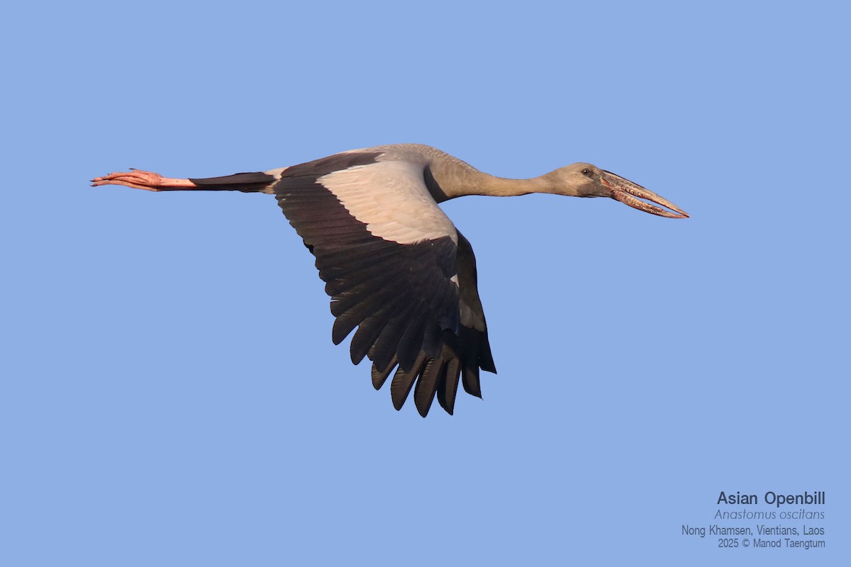 Asian Openbill - ML646731368