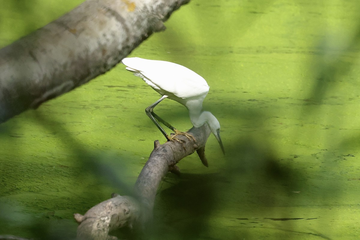 Little Egret - ML646731369
