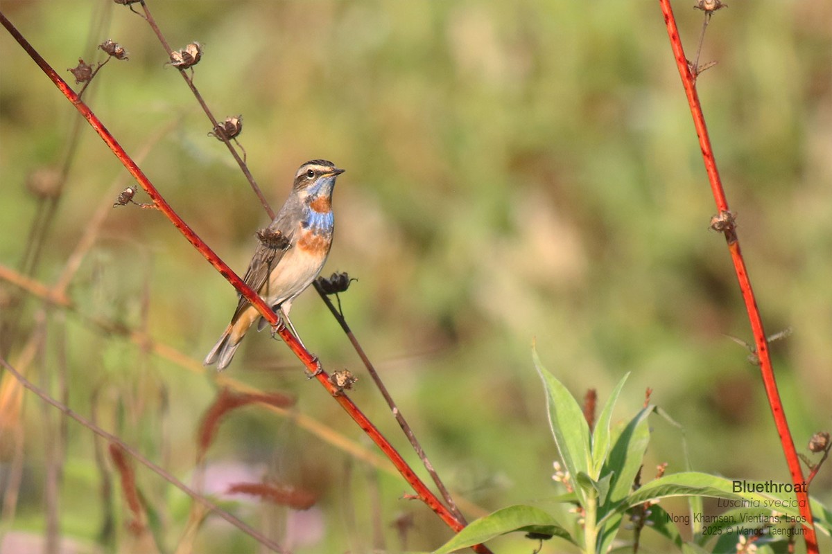 Bluethroat (Red-spotted) - ML646731370