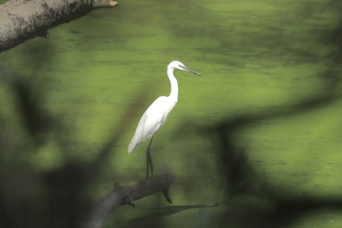 Little Egret - ML646731371