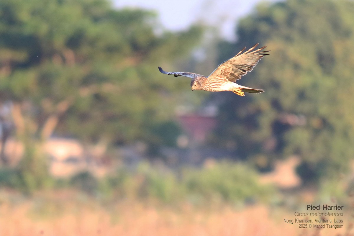 Pied Harrier - ML646731372