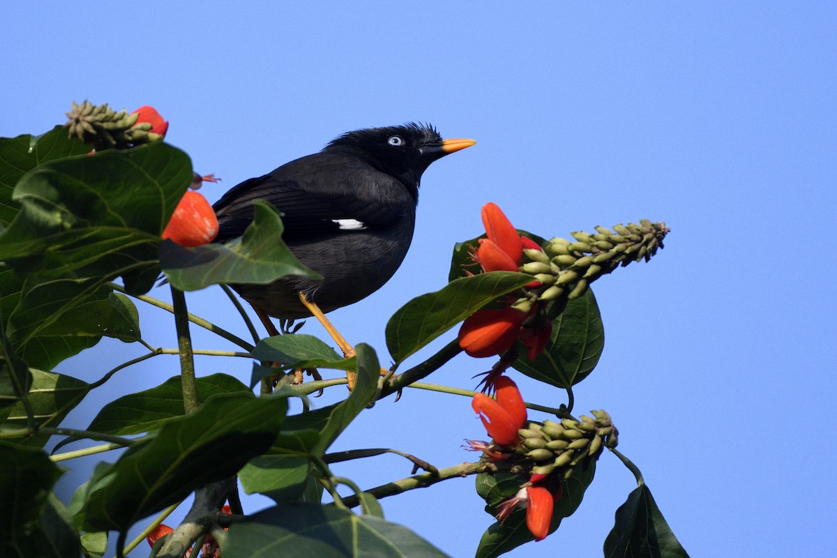 Jungle Myna - ML646731373