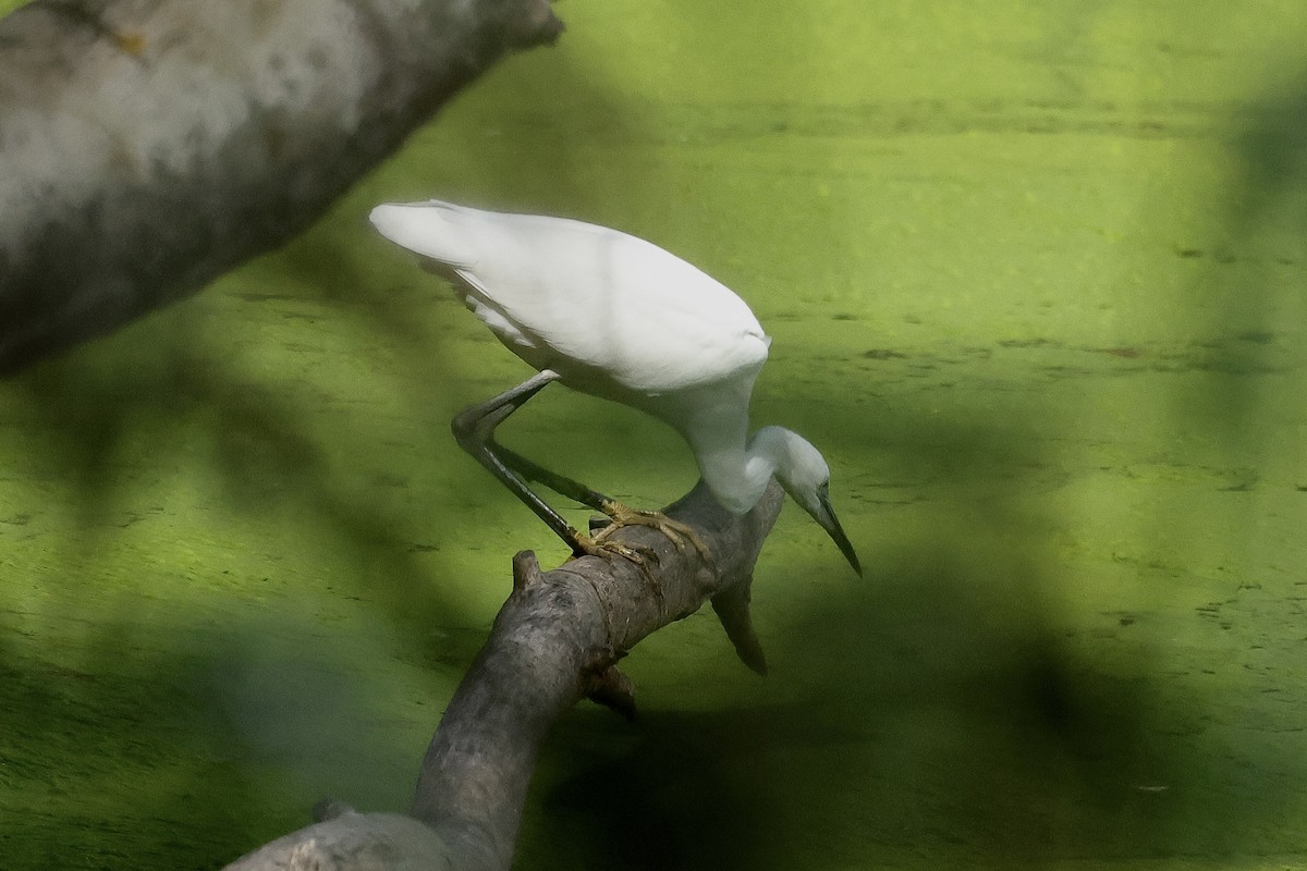 Little Egret - ML646731374