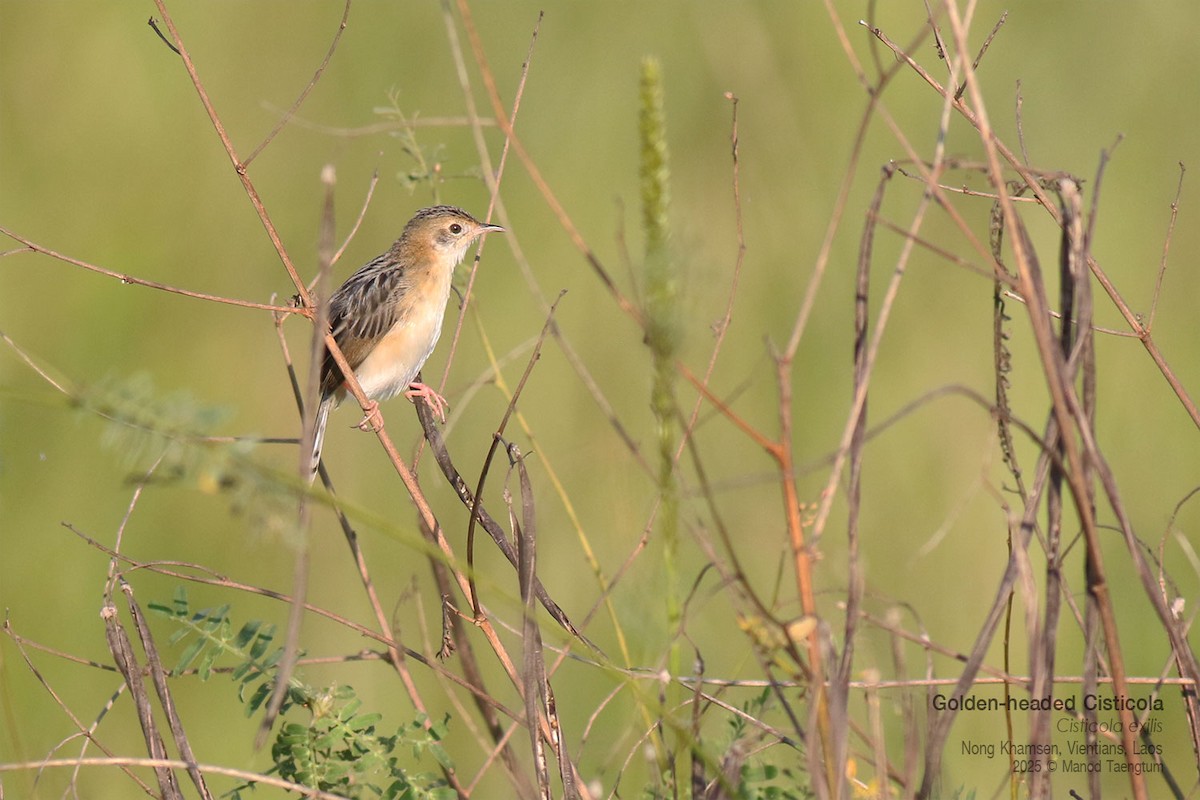 Golden-headed Cisticola - ML646731375